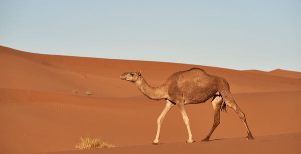 Camel